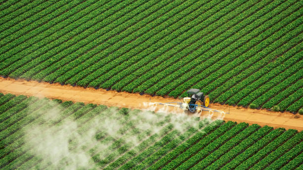 Best Termite Control Services  in Powdersville, SC