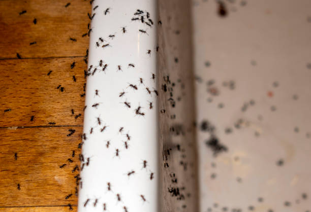 Best Best Pest Control Companies  in Powdersville, SC