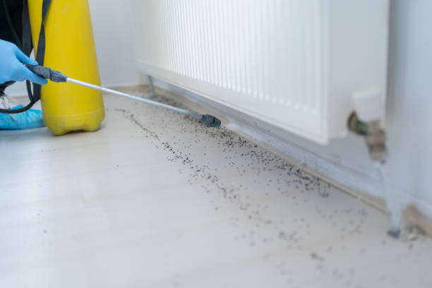 Best Emergency Pest Control  in Powdersville, SC